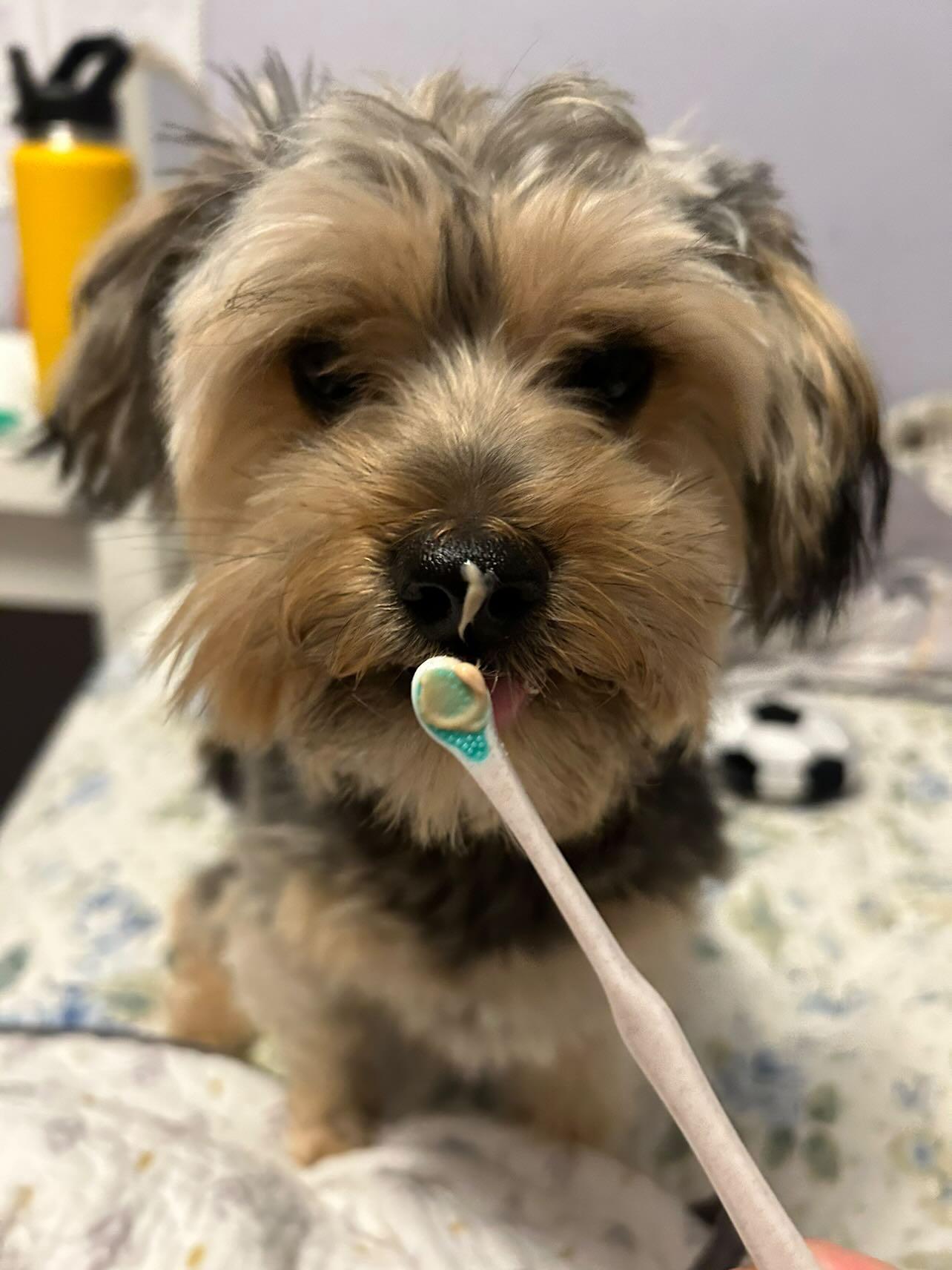 Unleashing Smiles: A Guide to Dog Dental Care for Dental Health Month