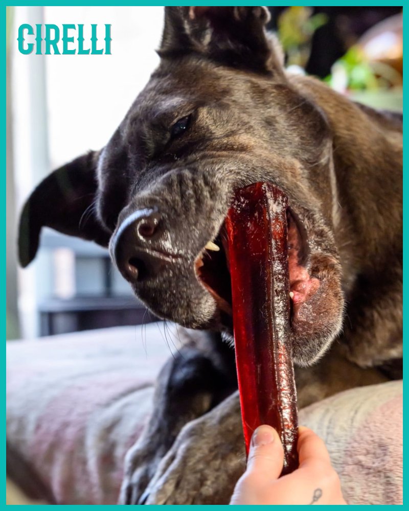 Dog Chew Safety: How to Choose the Right Size, Texture & Chew for Your Dog