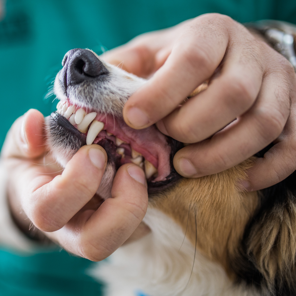 Unveiling the Mystery Behind Your Dog's Unpleasant Breath