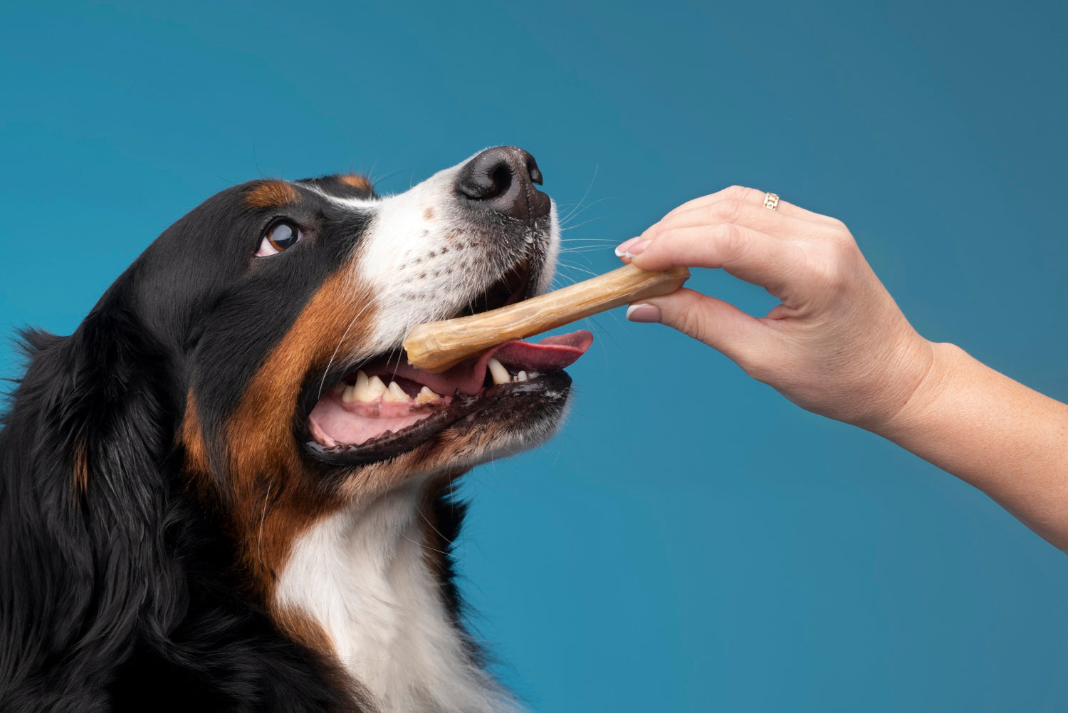 The Beginner's Guide to Picking the Perfect Dental Chews for Your Dog