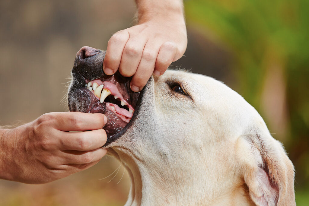 5 Common Canine Dental Problems and How to Tackle Them with Wag & Bright Products
