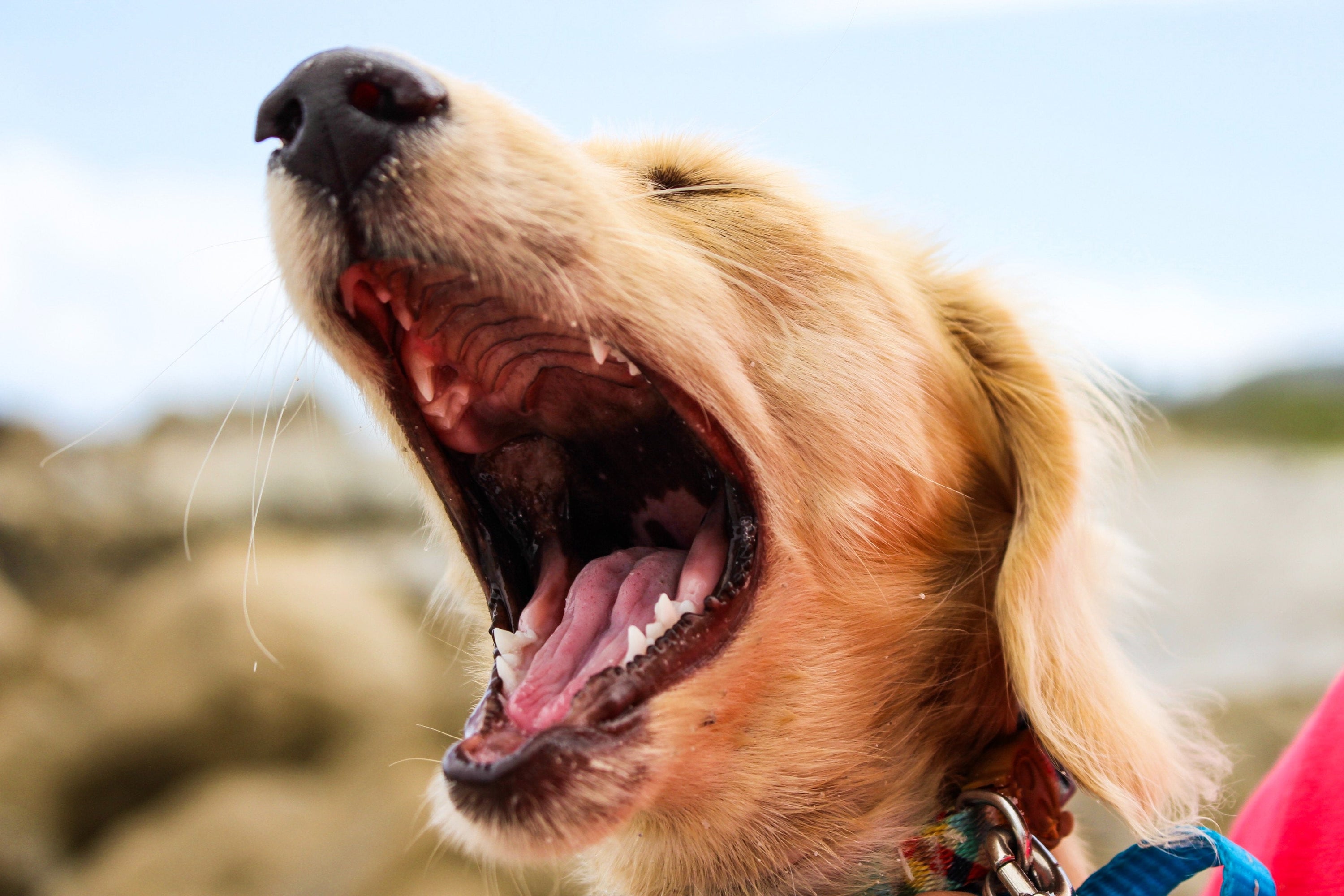 Brushing Up on Canine Dental Products: Select the Best Options for Your Pet with Wag & Bright