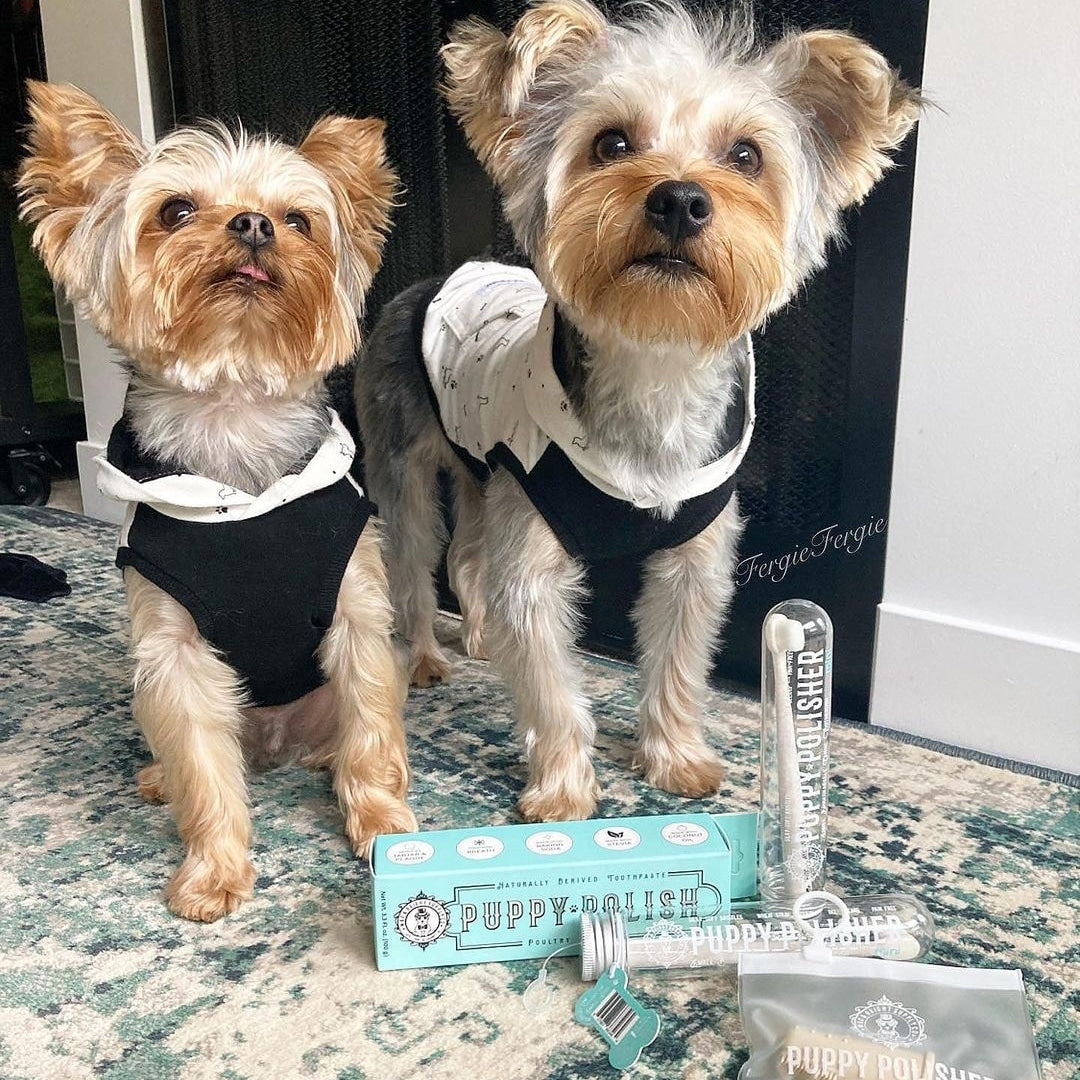 Essential Tips for Canine Dental Hygiene: A Guide for Dog Owners