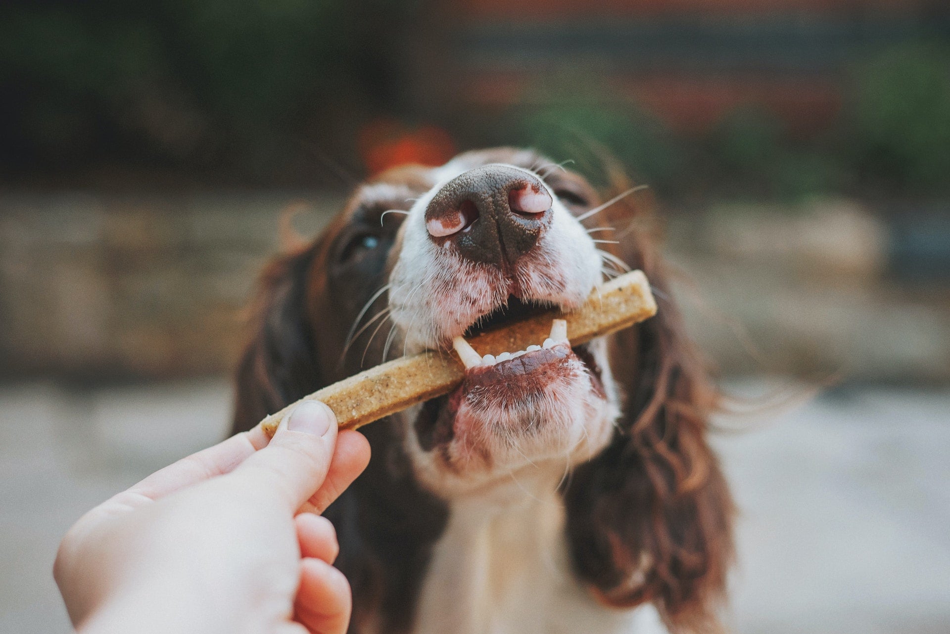 Heart Disease and Canine Oral Health: Prevention Strategies