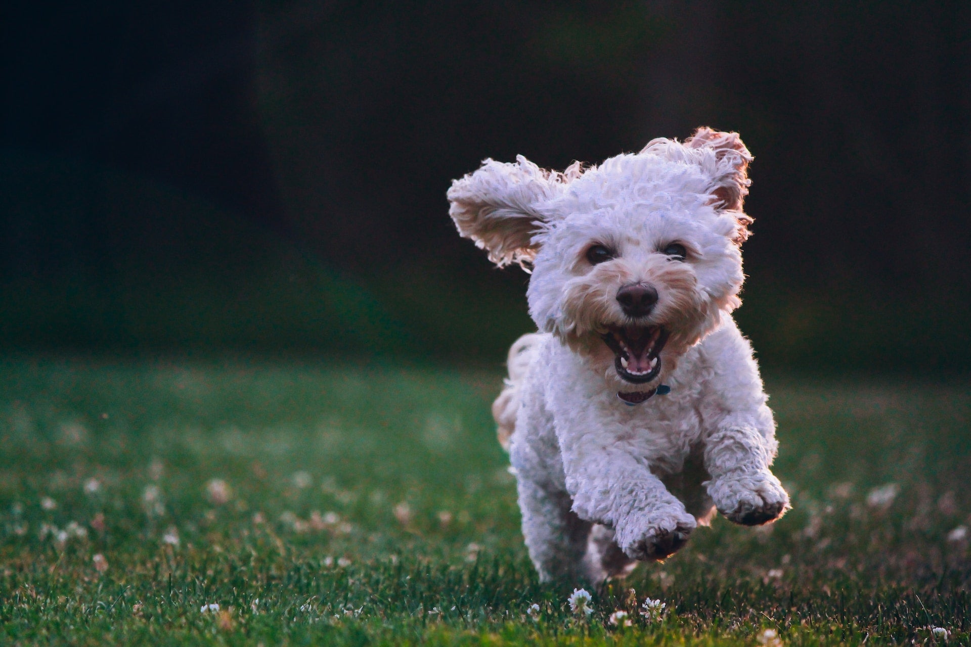 Dog Dental Hygiene: Why it's More Important Than You Think