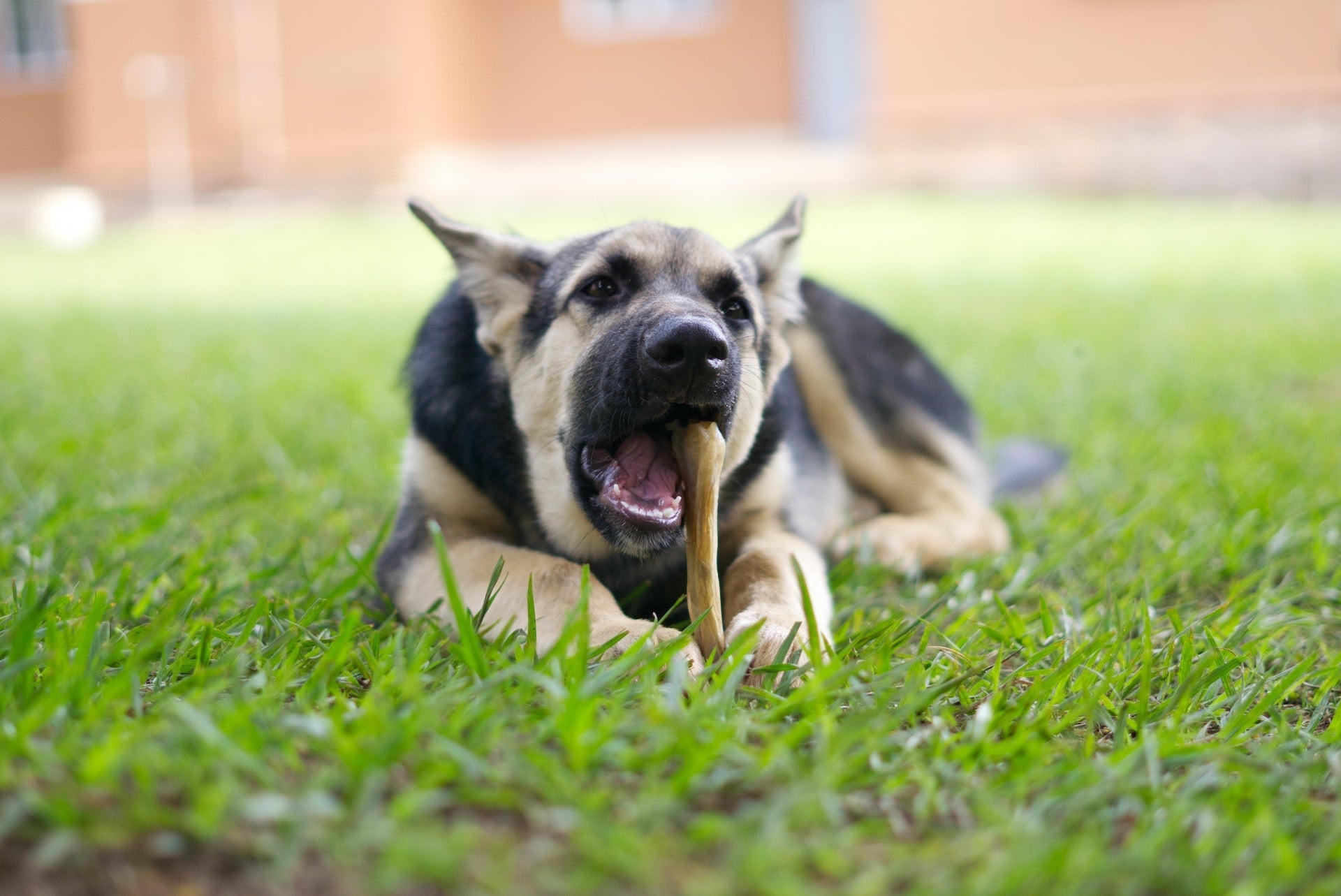 Discover Wag & Bright's Alternative Oral Care Solutions for Dogs Disliking Toothbrushes