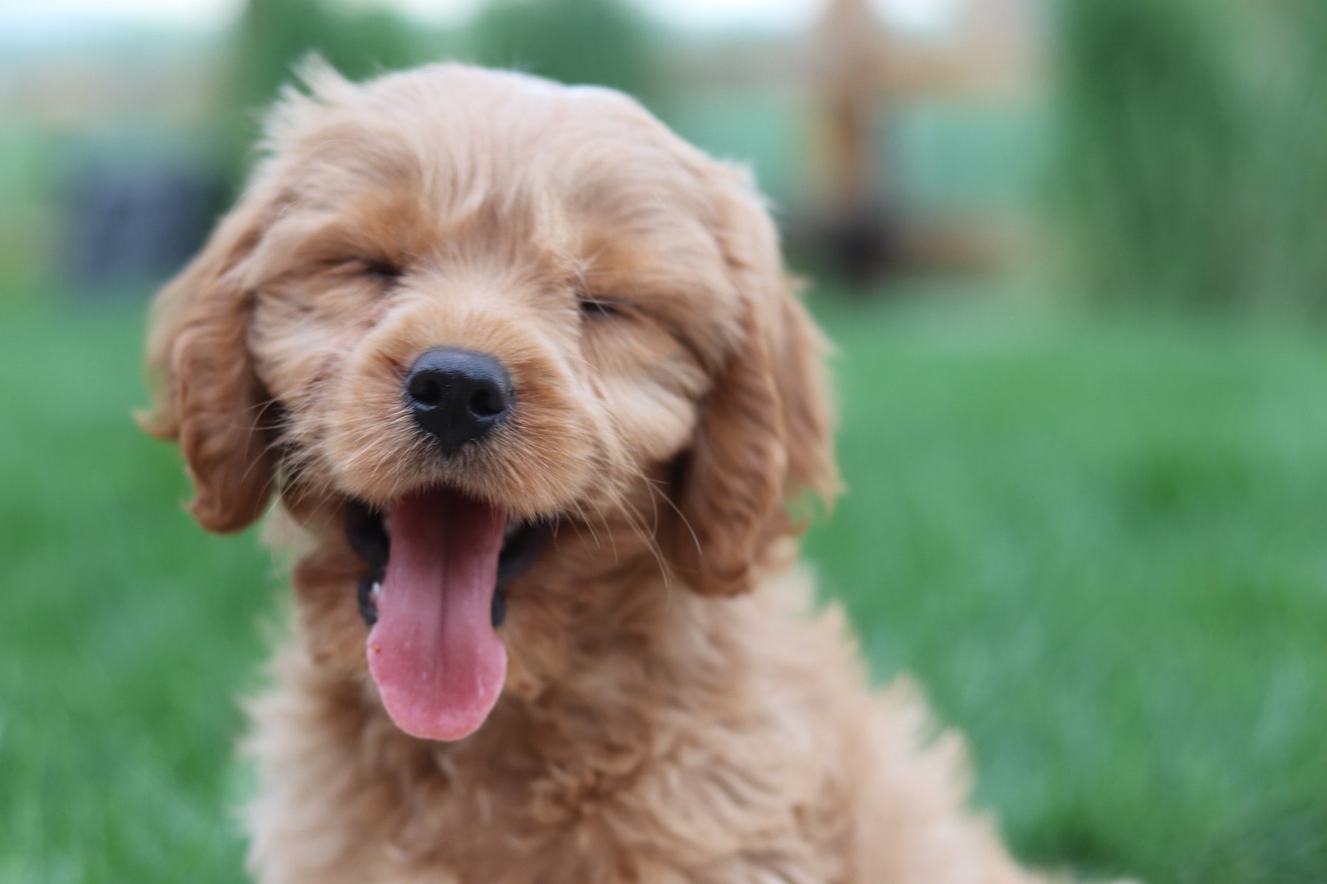 Puppies and Dental Care: Establishing Healthy Oral Hygiene Habits