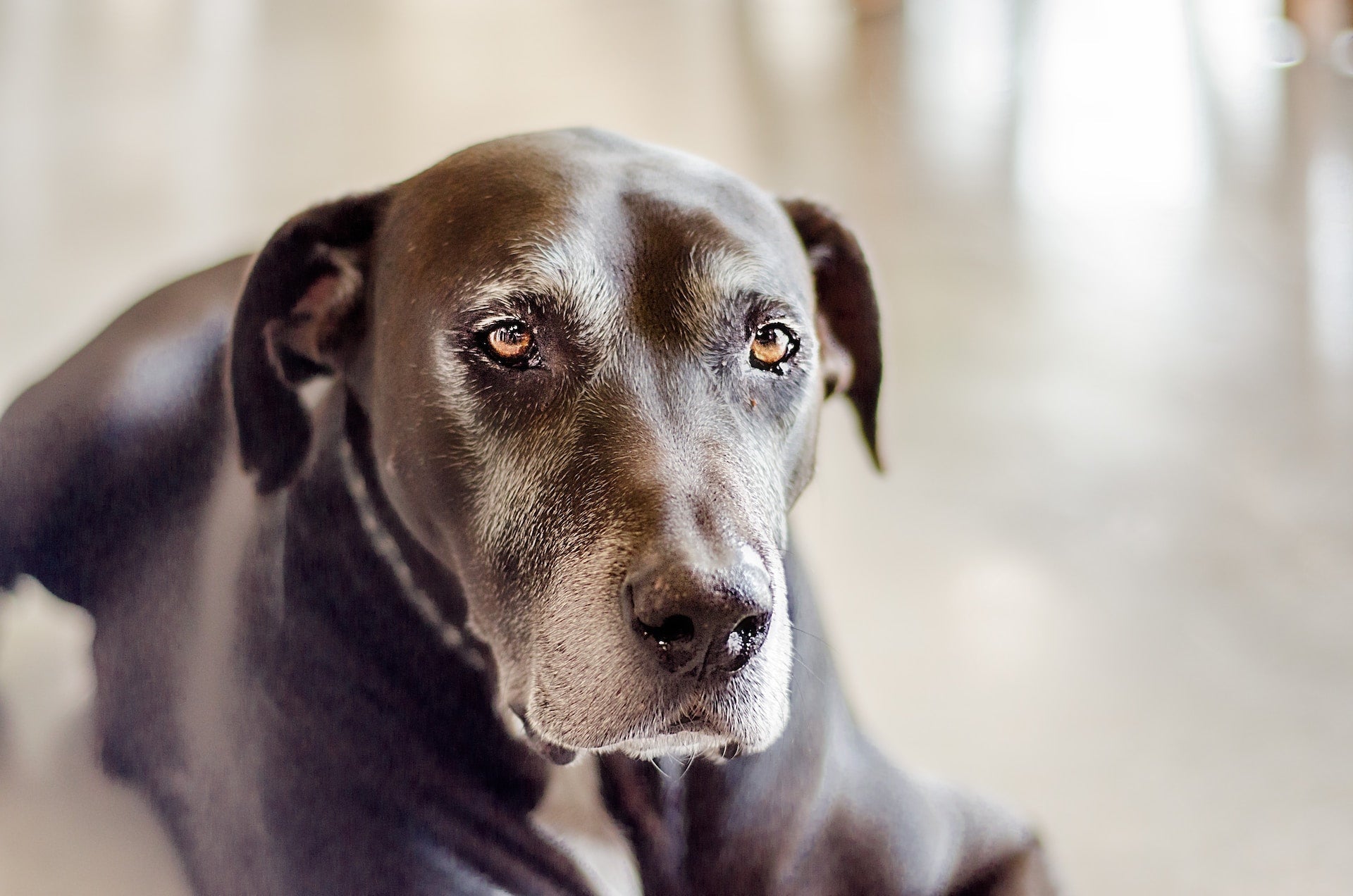 Senior Dog Dental Care: Maintaining Oral Health in Aging Canines