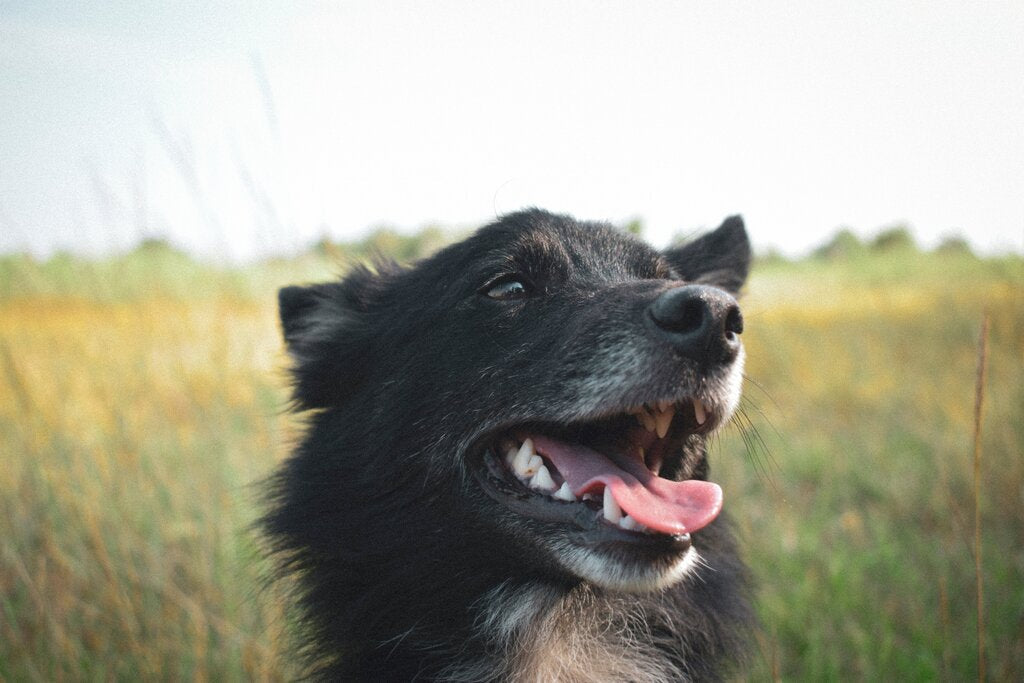 Wag & Bright's Guide: How to Deal with Your Dog's Bad Breath