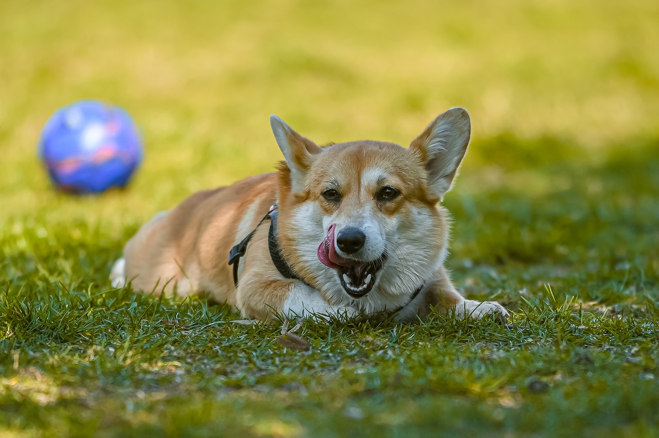 Canine Periodontal Disease: Symptoms, Treatment, and Prevention
