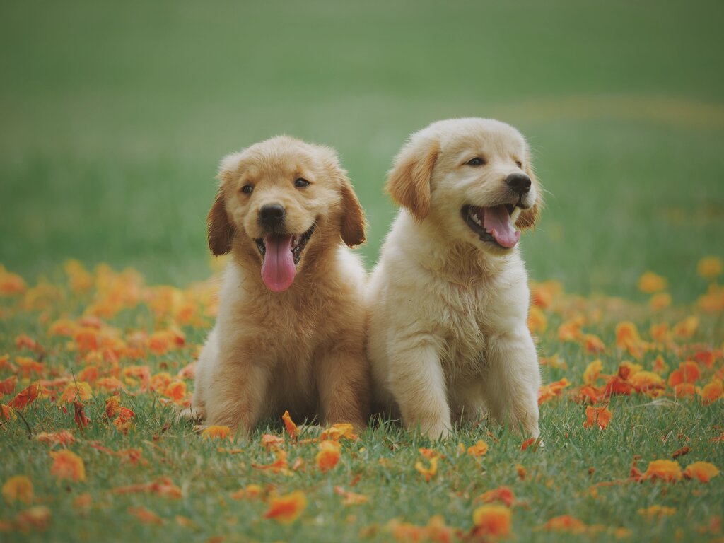 The Importance of Puppy Oral Care: A Guide to a Lifetime of Healthy Teeth
