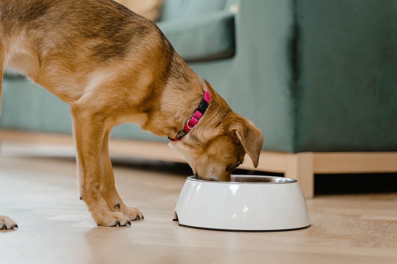 Understanding the Link between Canine Oral Health and Diet