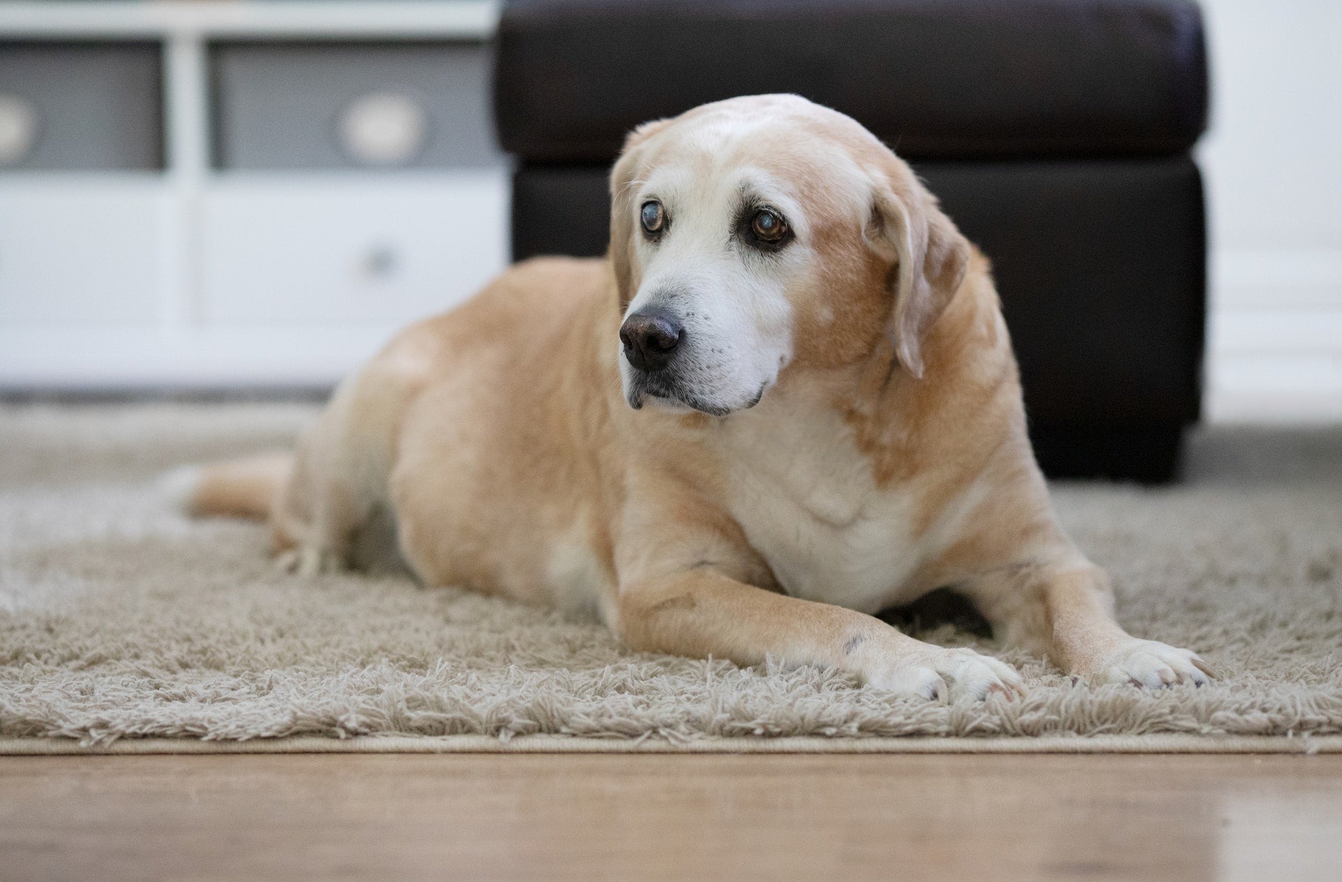 Oral Hygiene for Senior Dogs: Tips for Maintaining Dental Health