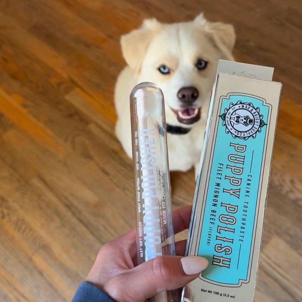 Why a Healthy Brushing Routine Matters for Your Dog’s Long-Term Health