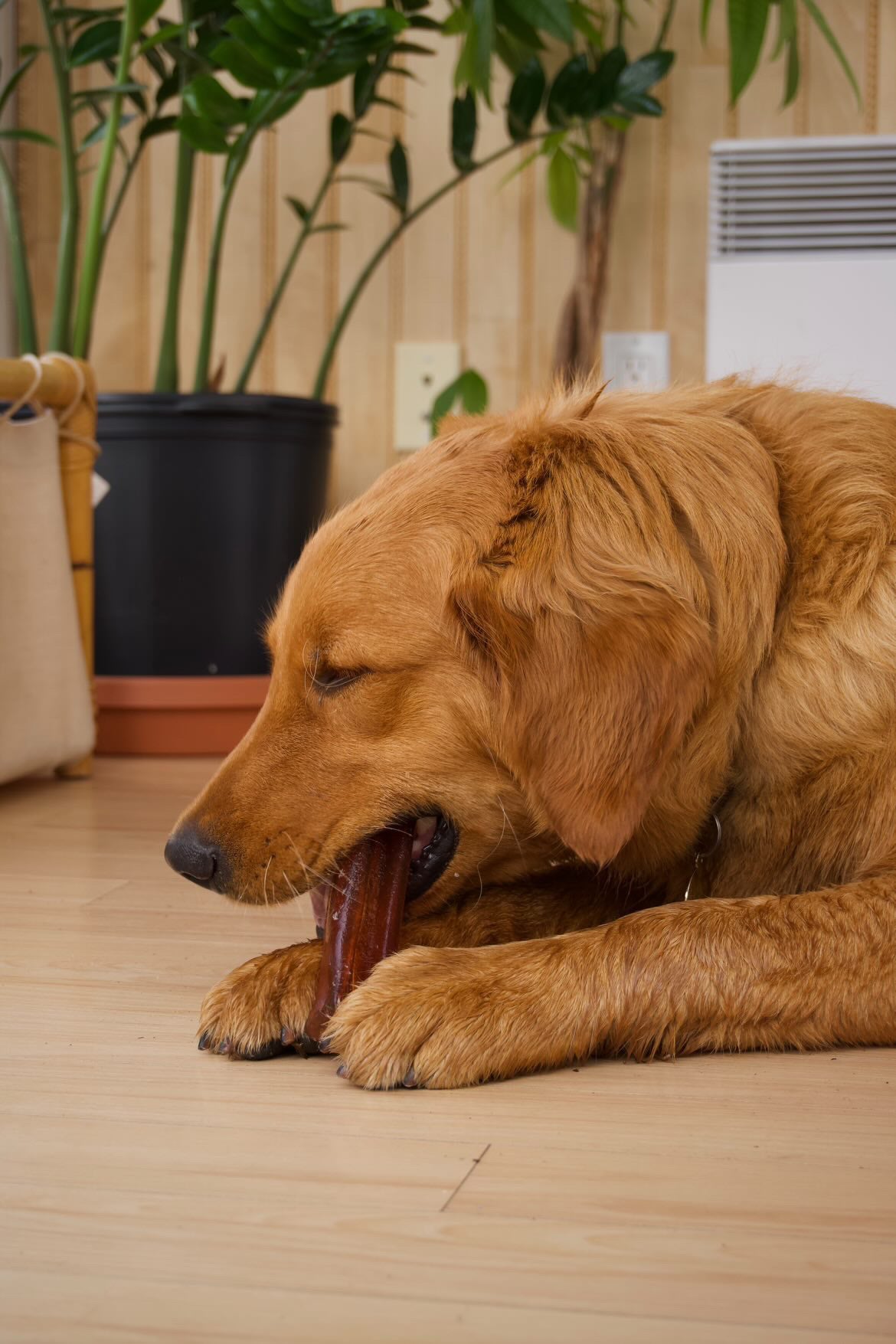 Dog chewing a Mighty Marrows® collagen dental chew for dental care