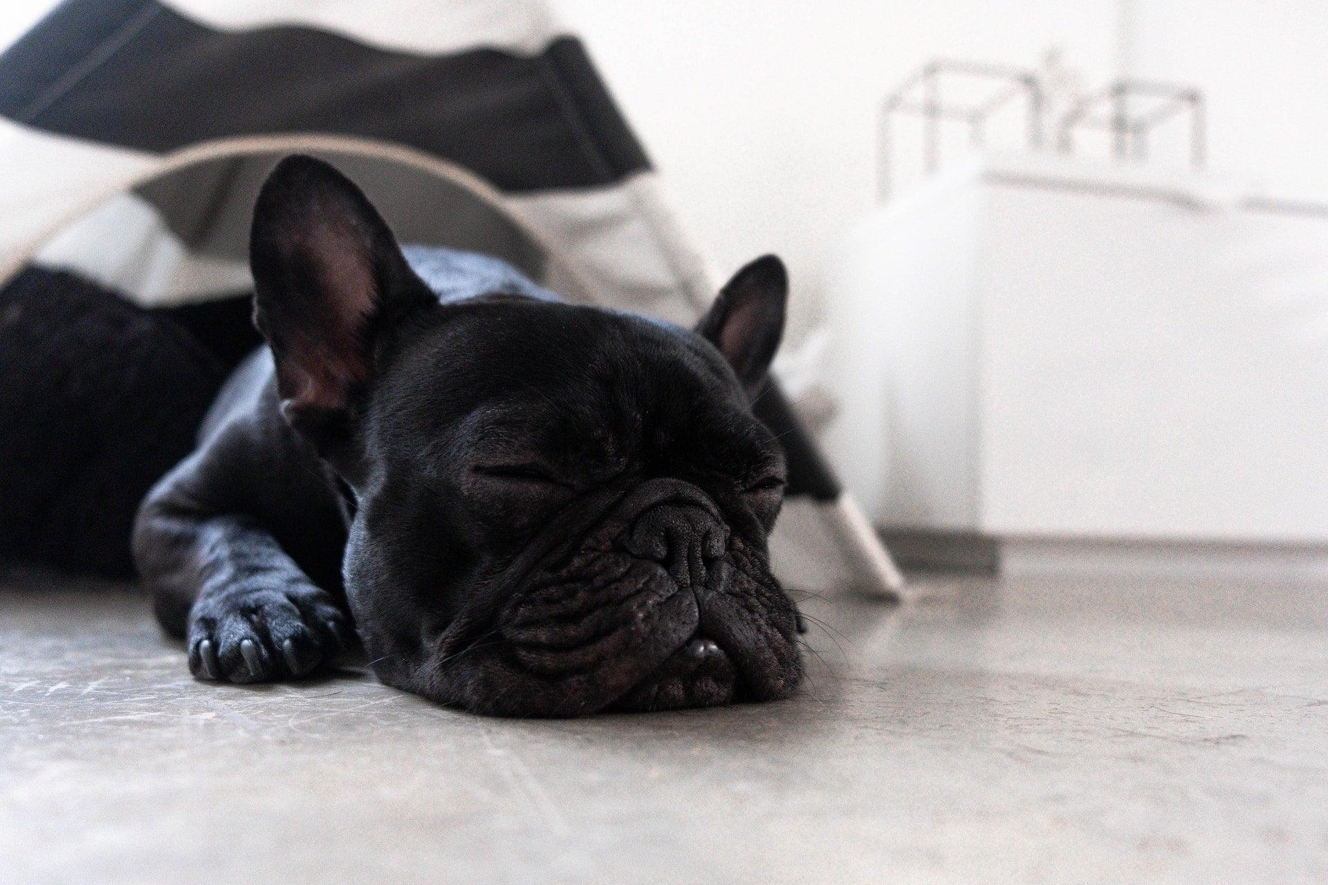 Brachycephalic Dogs: Oral Health Tips for Short-Nosed Breeds