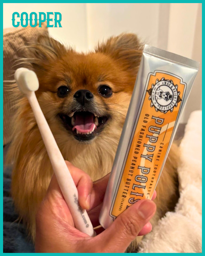 Puppy Polisher Eco Toothbrush (3 Sizes)
