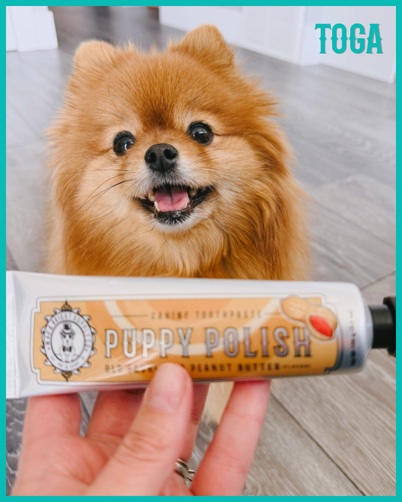 Puppy Polisher Eco Toothbrush (3 Sizes)