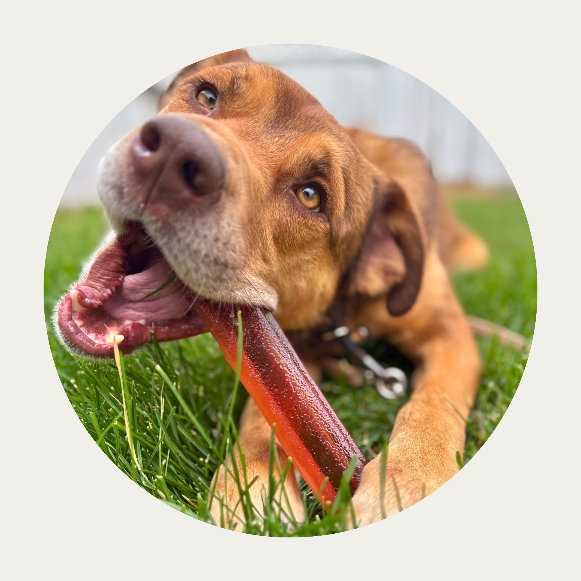 Mighty Marrows® Collagen Dental Chews