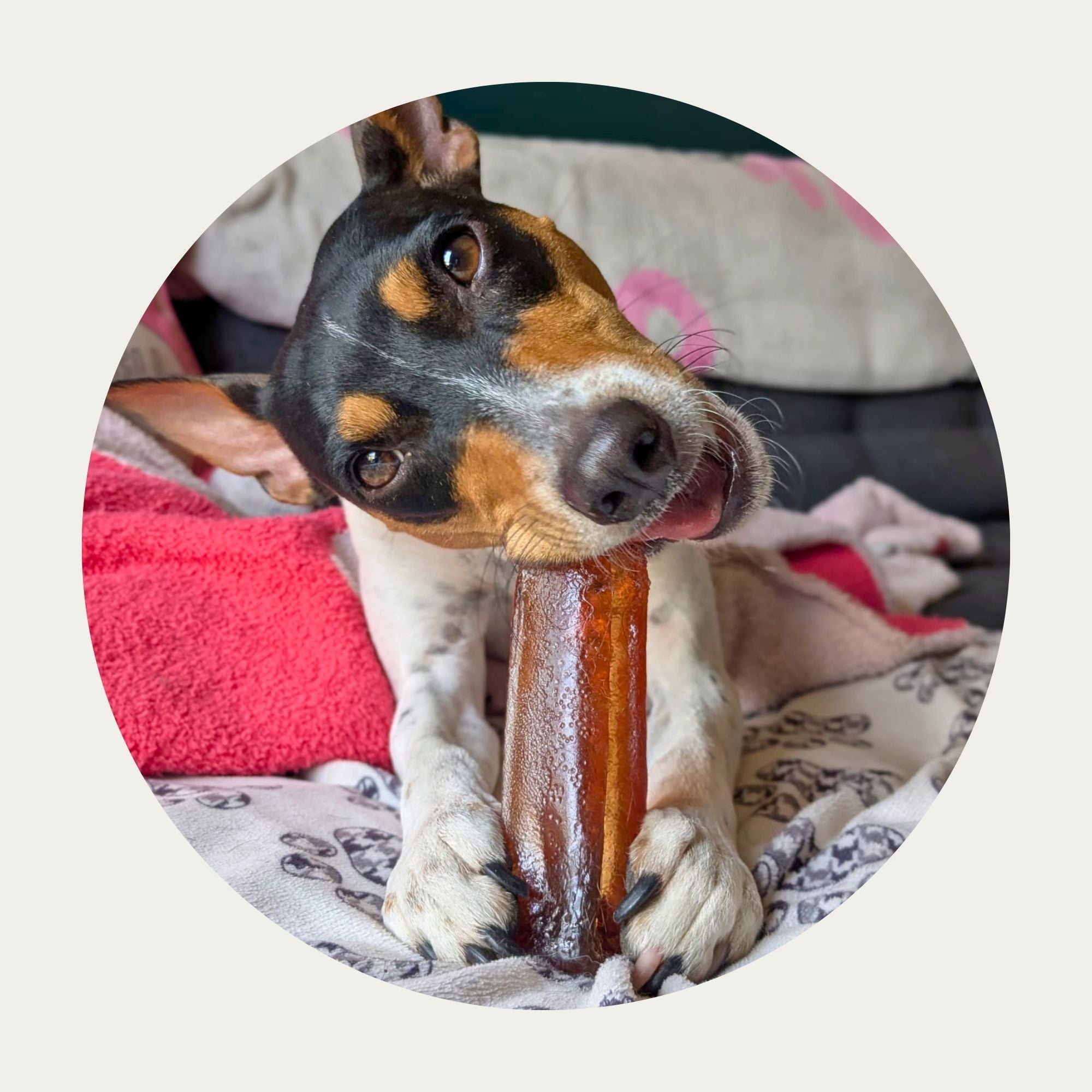 Mighty Marrows® Collagen Dental Chews