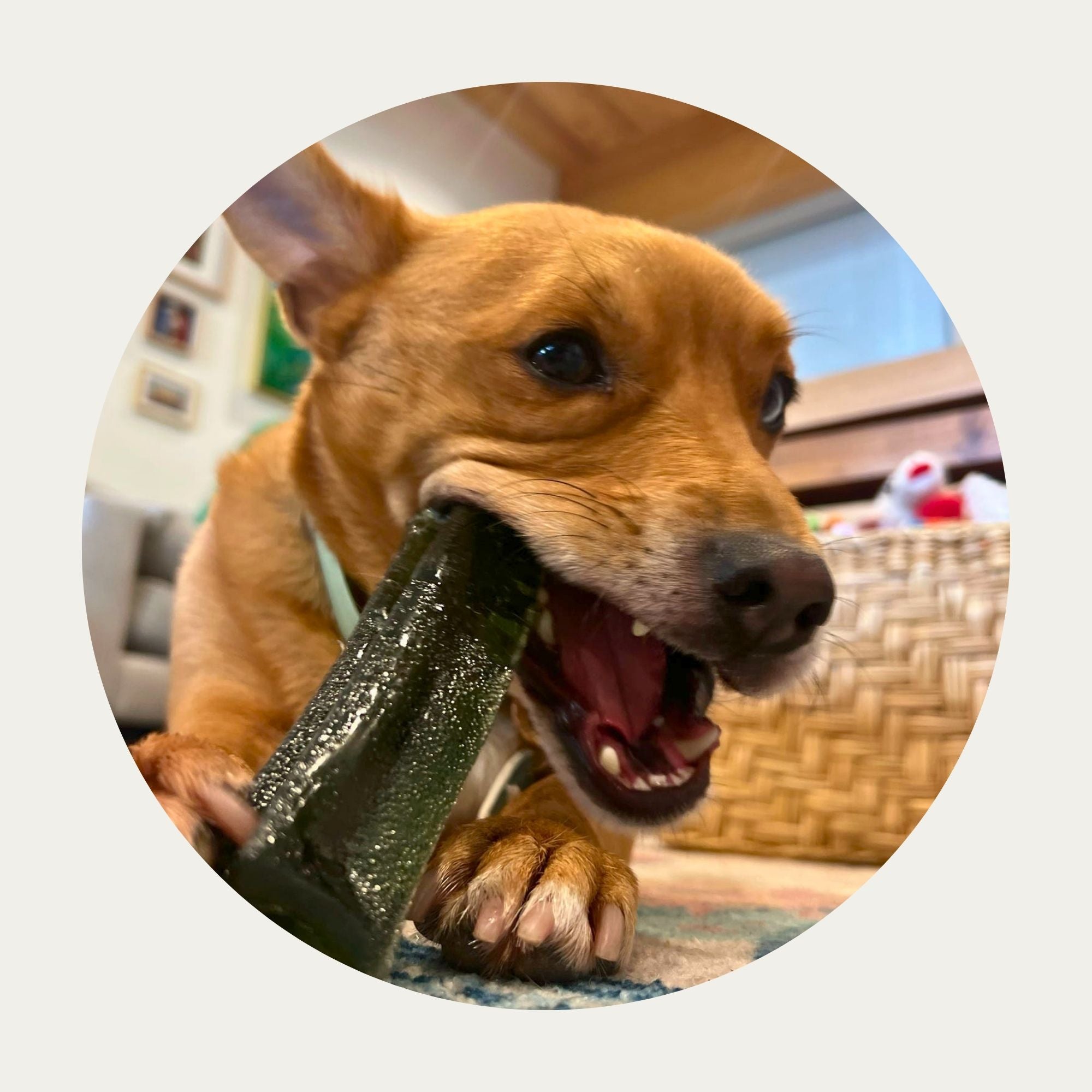 Mighty Marrows® Collagen Dental Chews