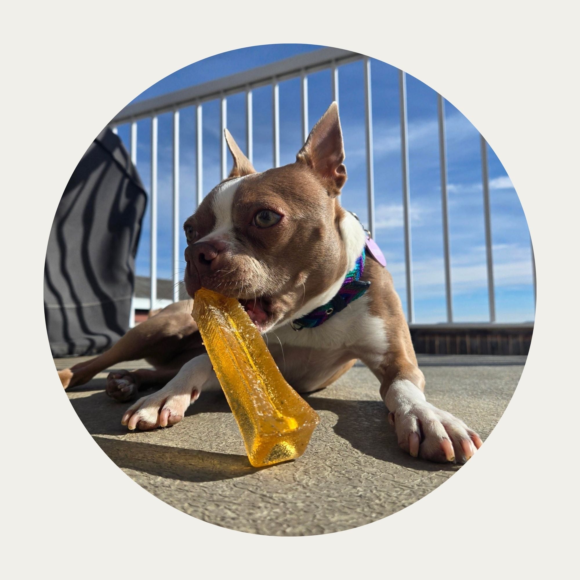 Mighty Marrows® Collagen Dental Chews