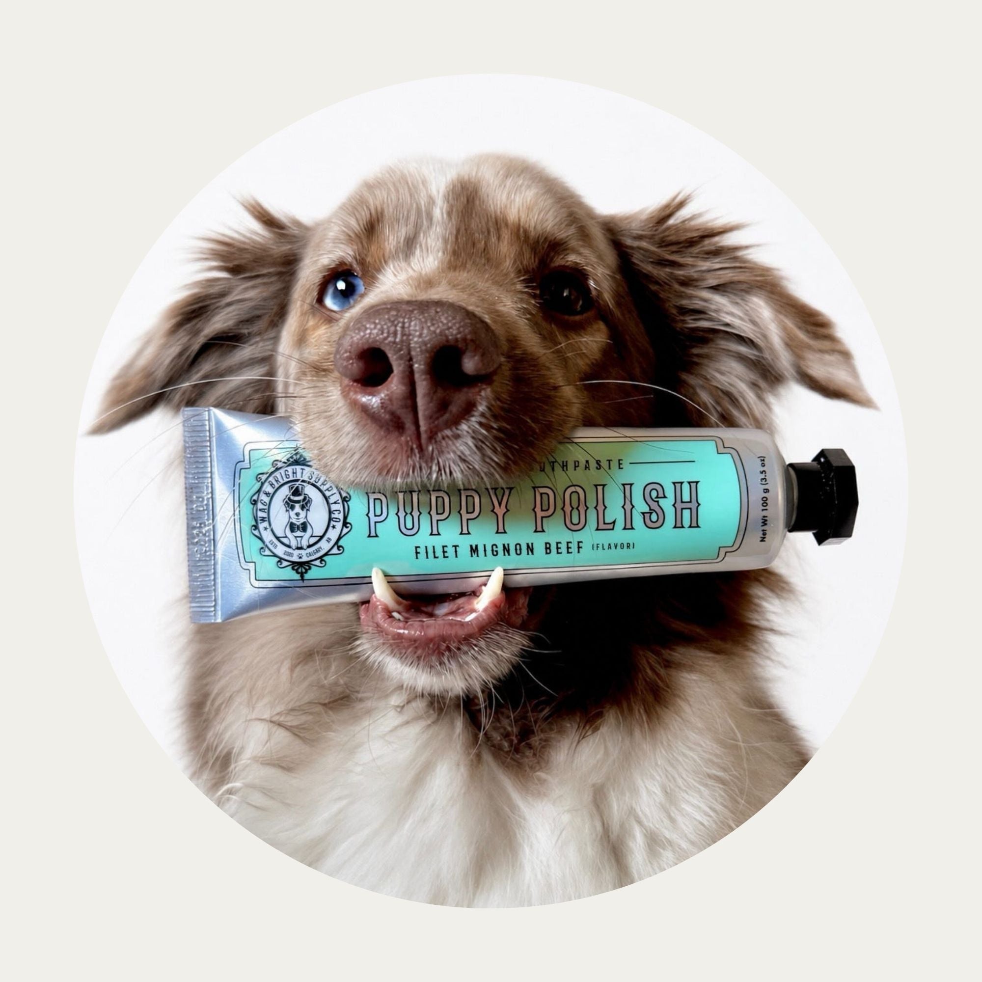 Puppy Polish Toothpaste | Filet Mignon (Beef)