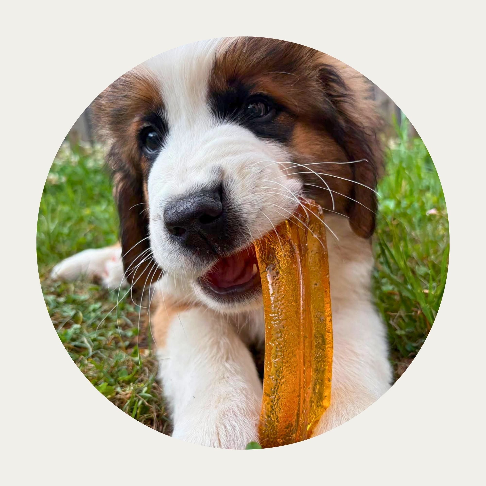 Mighty Marrows® Collagen Dental Chews