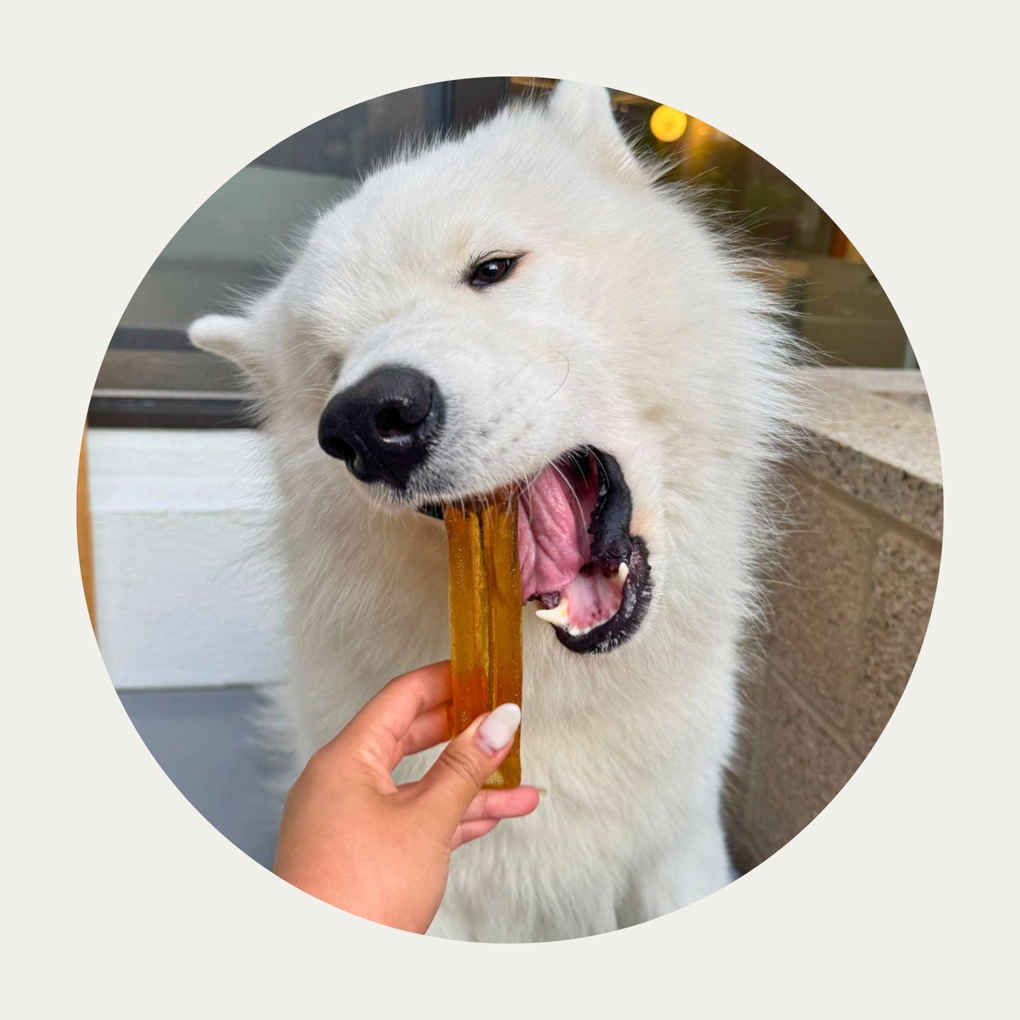 Mighty Marrows® Collagen Dental Chews