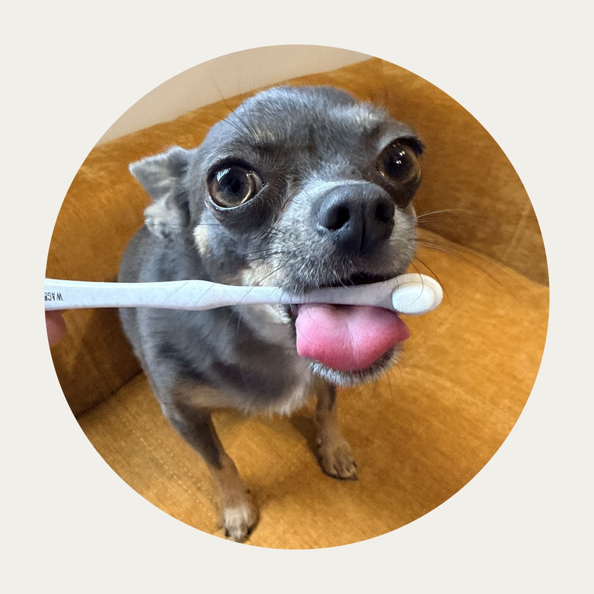 Puppy Polisher and Toothpaste Bundle  🇨🇦