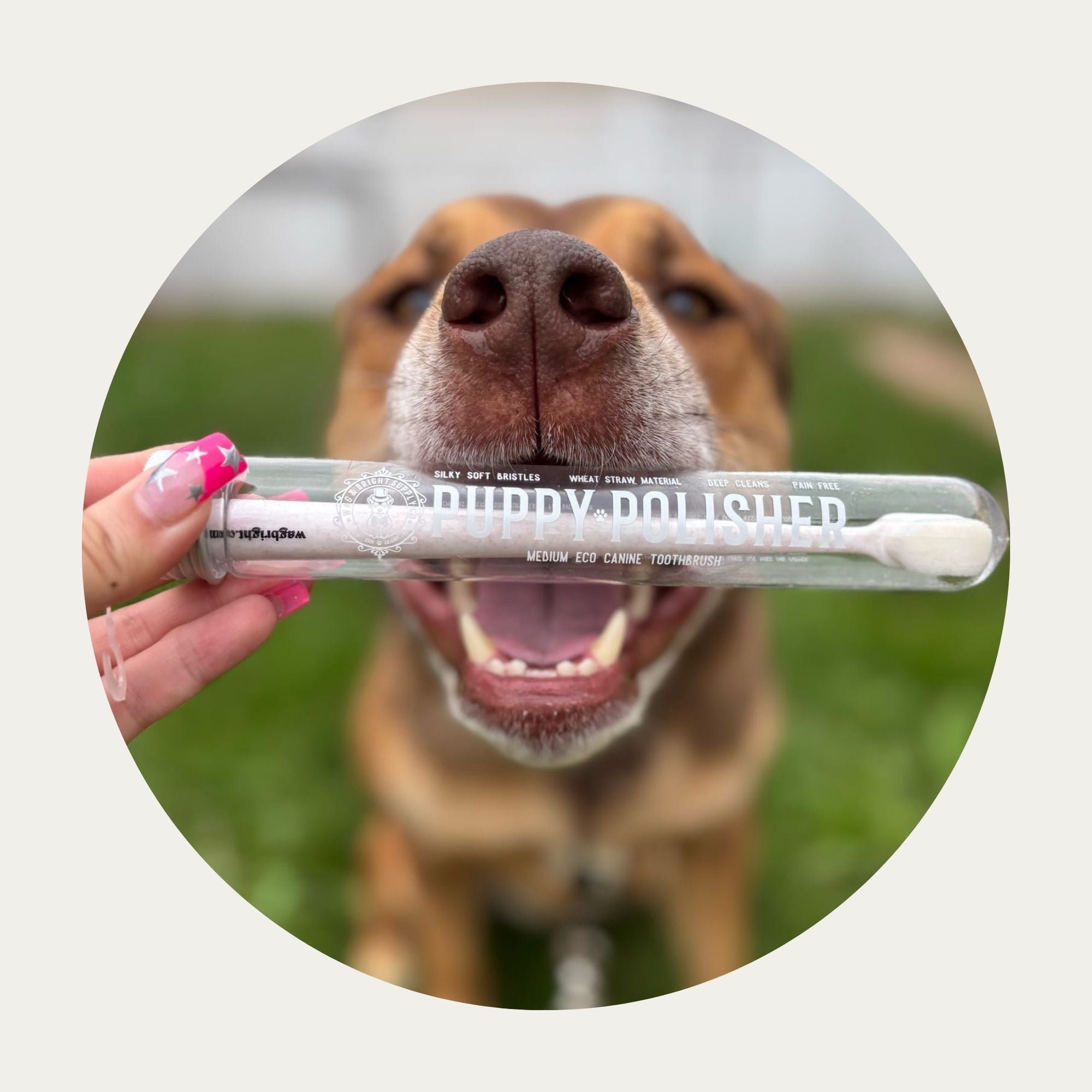 Puppy Polisher Eco Toothbrush (3 Sizes)