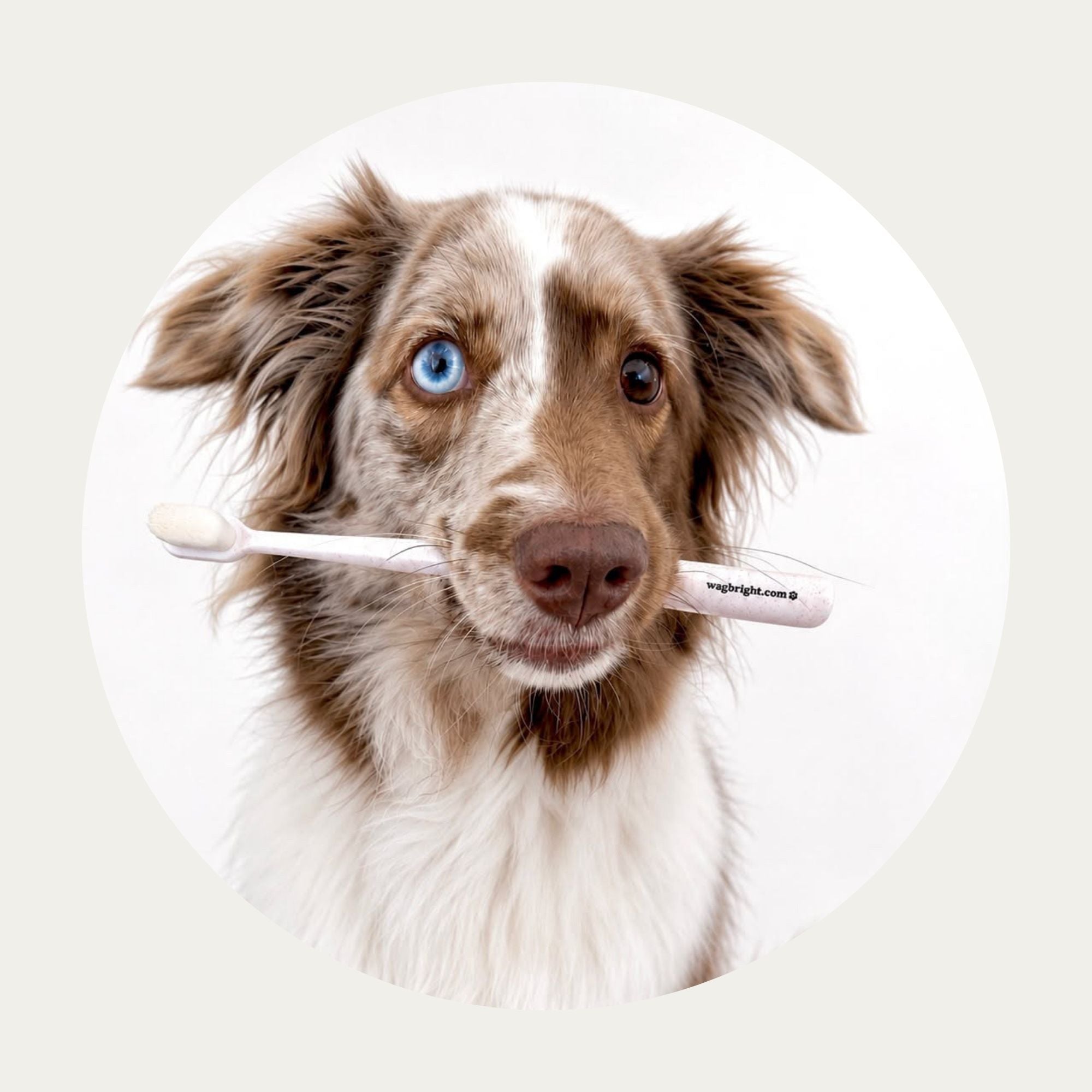 Puppy Polisher Eco Toothbrush (3 Sizes)