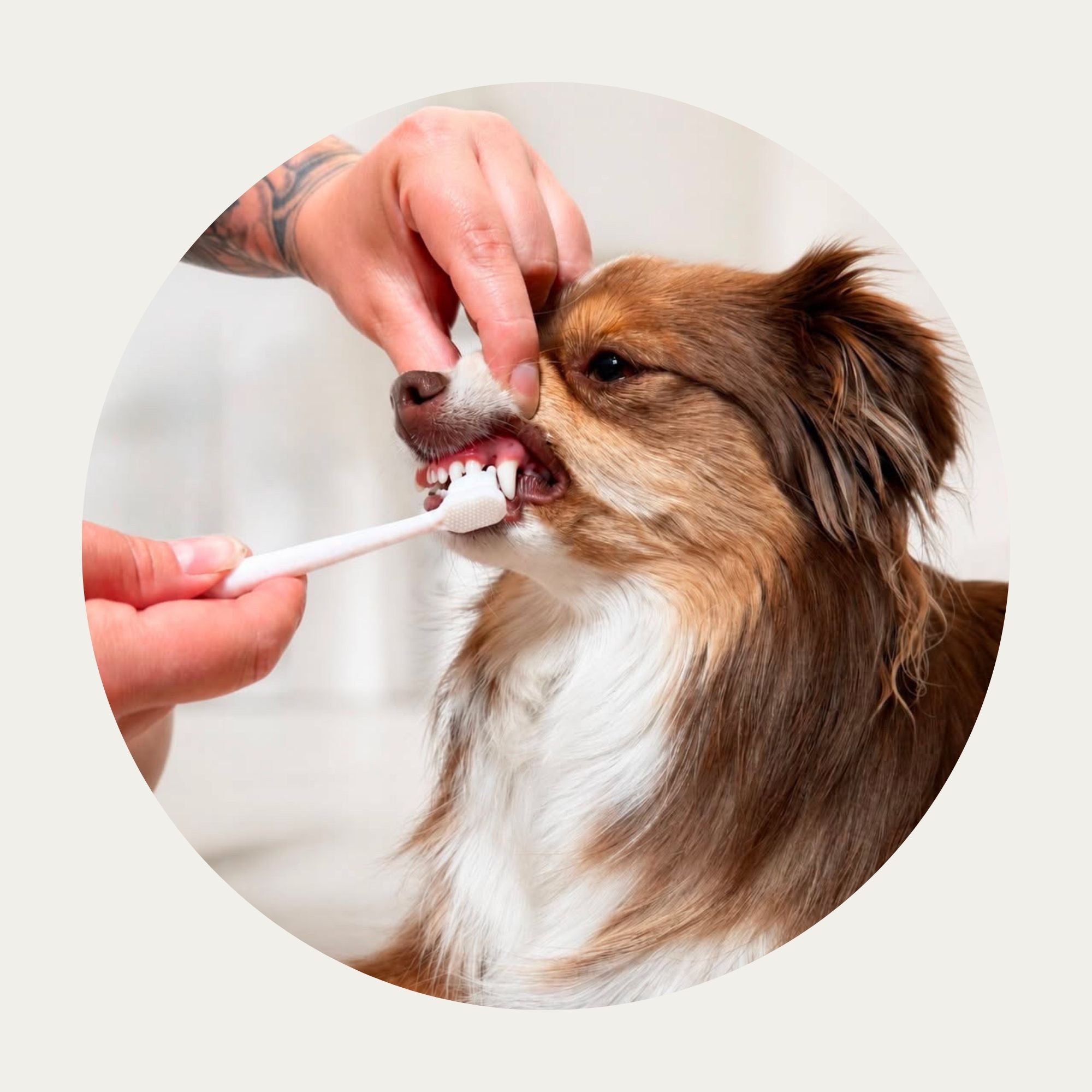 Puppy Polisher Toothpaste Bundle USA